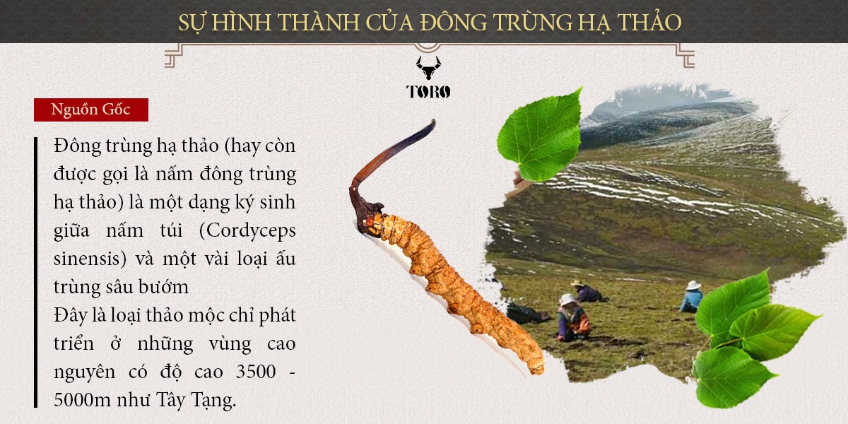 Đông Trùng Hạ Thảo Cao Cấp Tăng Sinh Lý Bồi Bổ Cơ Thể Chính Hãng